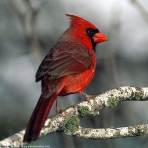 Meet your Posher, Ann